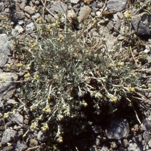 Photographie n°273387 du taxon Artemisia glacialis L. [1763]
