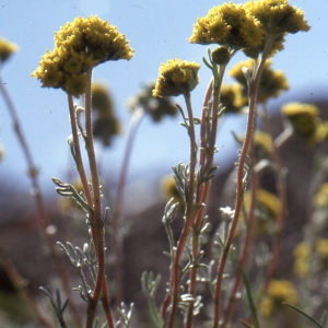 Photographie n°273388 du taxon Artemisia glacialis L. [1763]