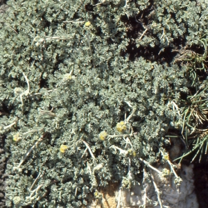 Photographie n°273390 du taxon Artemisia glacialis L. [1763]
