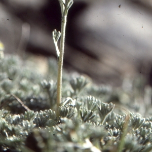 Photographie n°273393 du taxon Artemisia glacialis L. [1763]