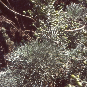 Photographie n°273413 du taxon Artemisia arborescens (Vaill.) L. [1763]