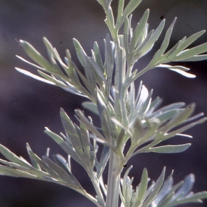 Photographie n°273414 du taxon Artemisia absinthium L. [1753]