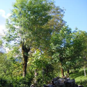 Photographie n°273446 du taxon Fraxinus excelsior L. [1753]