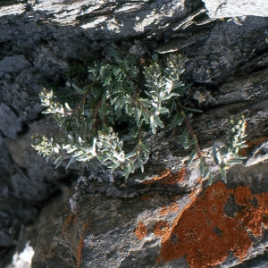 Photographie n°273454 du taxon Artemisia genipi Weber [1775]