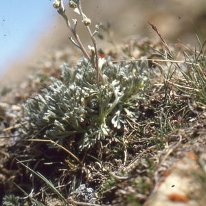 Photographie n°273456 du taxon Artemisia genipi Weber [1775]