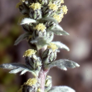 Photographie n°273459 du taxon Artemisia genipi Weber [1775]