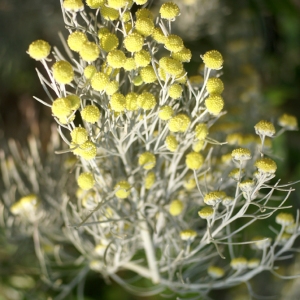 Photographie n°273460 du taxon Artemisia arborescens (Vaill.) L. [1763]