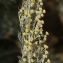 Liliane Roubaudi - Artemisia arborescens (Vaill.) L. [1763]