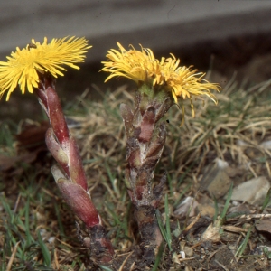 Photographie n°273486 du taxon Tussilago farfara L. [1753]