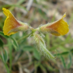 Photographie n°273493 du taxon Argyrolobium zanonii (Turra) P.W.Ball