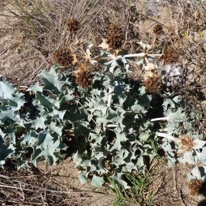 Photographie n°273517 du taxon Eryngium maritimum L. [1753]