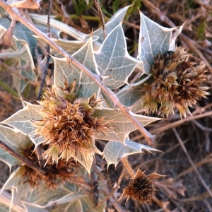 Photographie n°273518 du taxon Eryngium maritimum L. [1753]