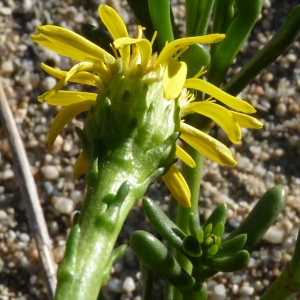 Photographie n°273524 du taxon Limbarda crithmoides subsp. longifolia (Arcang.) Greuter [2003]