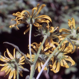 Photographie n°273535 du taxon Doronicum austriacum Jacq. [1774]