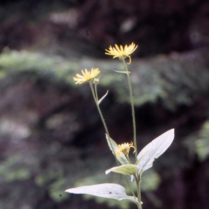 Photographie n°273536 du taxon Doronicum austriacum Jacq. [1774]