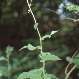 Photographie n°273537 du taxon Doronicum austriacum Jacq. [1774]