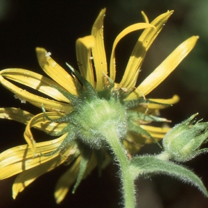 Photographie n°273538 du taxon Doronicum austriacum Jacq. [1774]