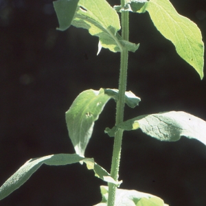 Photographie n°273540 du taxon Doronicum austriacum Jacq. [1774]