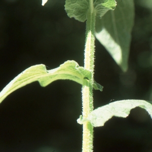 Photographie n°273541 du taxon Doronicum austriacum Jacq. [1774]