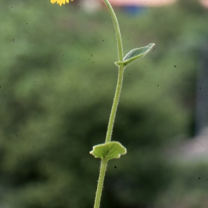 Photographie n°273549 du taxon Doronicum pardalianches L. [1753]