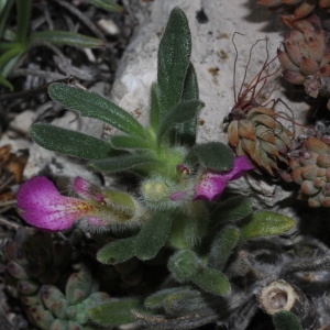 Photographie n°273577 du taxon Ajuga iva (L.) Schreb.