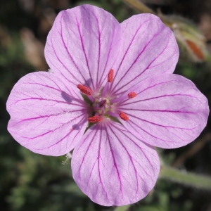 Geranium petraeum Gouan (Bec-de-grue des pierriers)