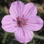  Marie  Portas - Erodium petraeum (Gouan) Willd. [1800]