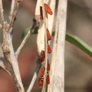 Photographie n°273629 du taxon Erysimum cheiri (L.) Crantz [1769]