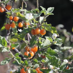 Photographie n°273654 du taxon Solanum villosum Mill. [1768]