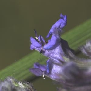 Photographie n°273687 du taxon Salvia verticillata L. [1753]