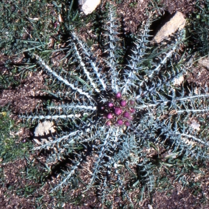 Photographie n°273693 du taxon Cirsium acaulon (L.) Scop. [1769]