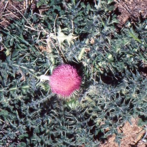 Photographie n°273694 du taxon Cirsium acaulon (L.) Scop. [1769]