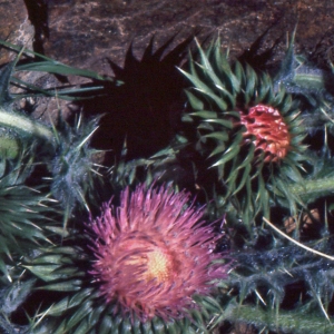 Photographie n°273695 du taxon Cirsium acaulon (L.) Scop. [1769]