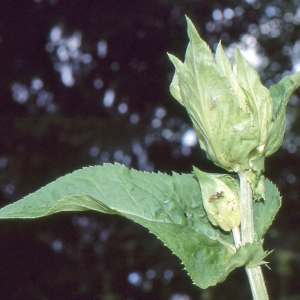 Photographie n°273699 du taxon Cirsium oleraceum (L.) Scop. [1769]