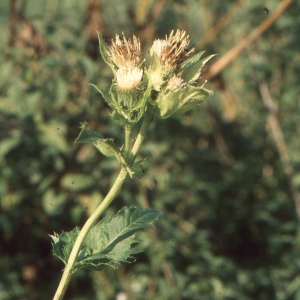 Photographie n°273700 du taxon Cirsium oleraceum (L.) Scop. [1769]