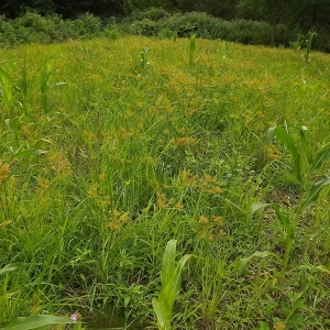 Photographie n°273710 du taxon Cyperus esculentus L. [1753]