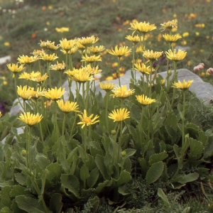 Photographie n°273730 du taxon Doronicum grandiflorum Lam. [1786]