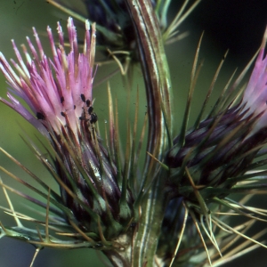 Ptilostemon casabonae (L.) Greuter (Chardon de Casabona)