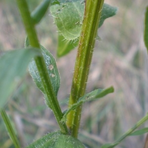 Photographie n°273757 du taxon Picris hieracioides L. [1753]