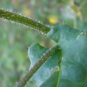 Photographie n°273759 du taxon Picris hieracioides L. [1753]