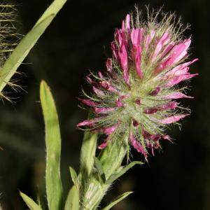 Photographie n°273801 du taxon Trifolium purpureum Loisel. [1807]