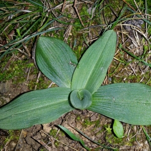 Photographie n°273818 du taxon Ophrys araneola sensu auct.plur.