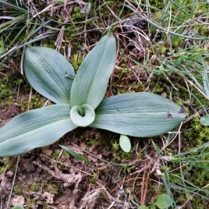 Photographie n°273819 du taxon Ophrys araneola sensu auct.plur.