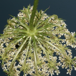 Photographie n°273823 du taxon Daucus carota subsp. carota