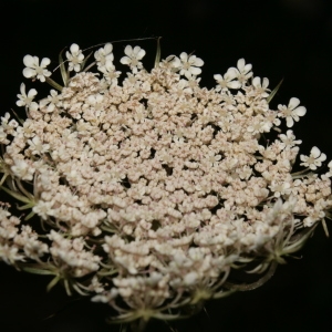 Photographie n°273827 du taxon Daucus carota subsp. carota