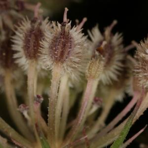 Photographie n°273847 du taxon Daucus carota subsp. carota