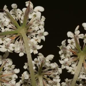 Photographie n°273855 du taxon Daucus carota subsp. carota