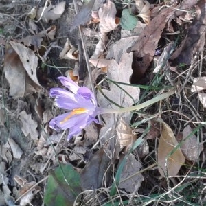 Photographie n°273861 du taxon Colchicum autumnale L. [1753]