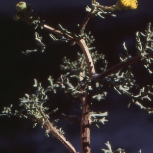 Photographie n°273970 du taxon Senecio gallicus Vill. [1785]