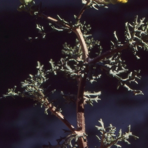 Photographie n°273972 du taxon Senecio gallicus Vill. [1785]